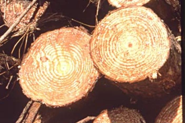 CatchMark Timber Trust is based out of Atlanta.