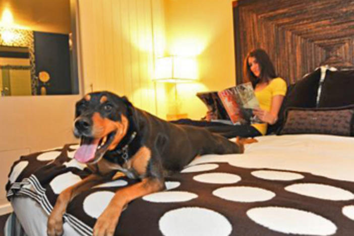 Best Hotels for Dogs (and Cats) Public Broadcasting