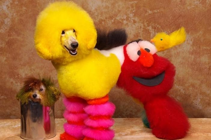 Elmo sales dog toy