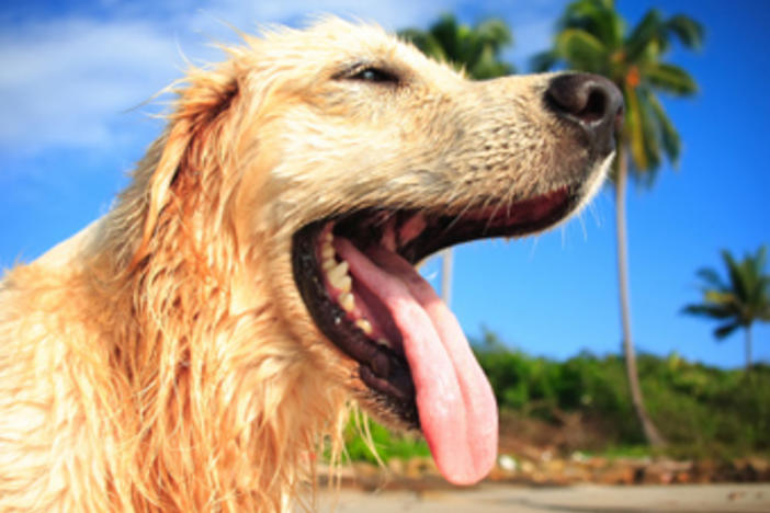 Dr. Johnson recommends bringing containers of water for to keep your dogs hydrated during roadtrips.