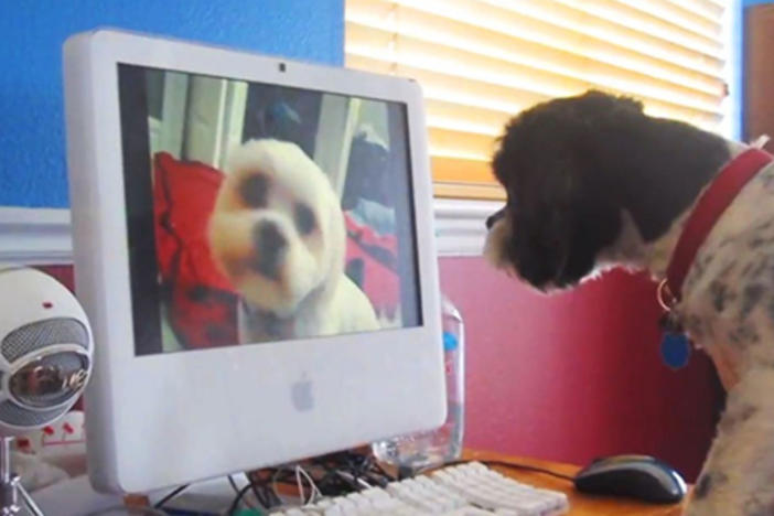 Image courtesy Barkworld Expo