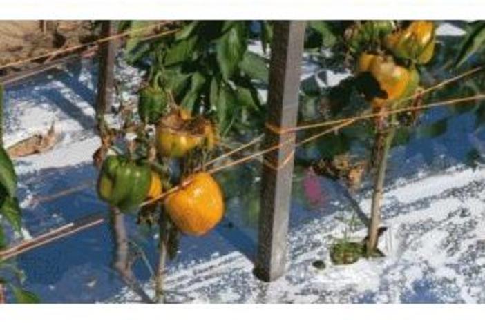 BELL PEPPERS with sunscald and fruit decay due to heat stress. Photo by Juan Carlos Diaz-Perez, University of Georgia