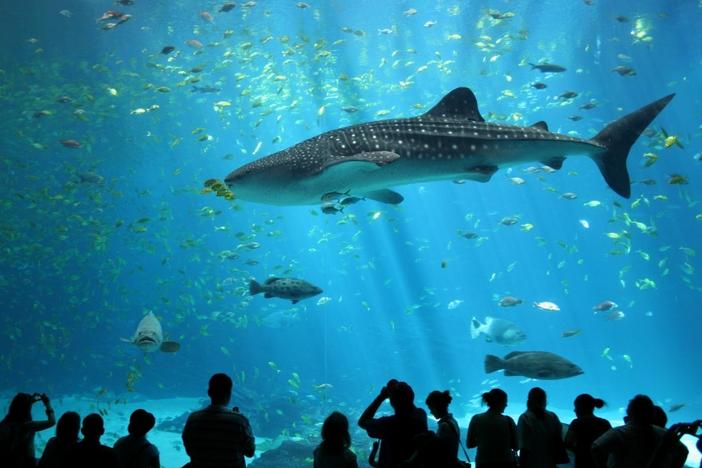 The Georgia Aquarium is on of the state's top tourist attractions