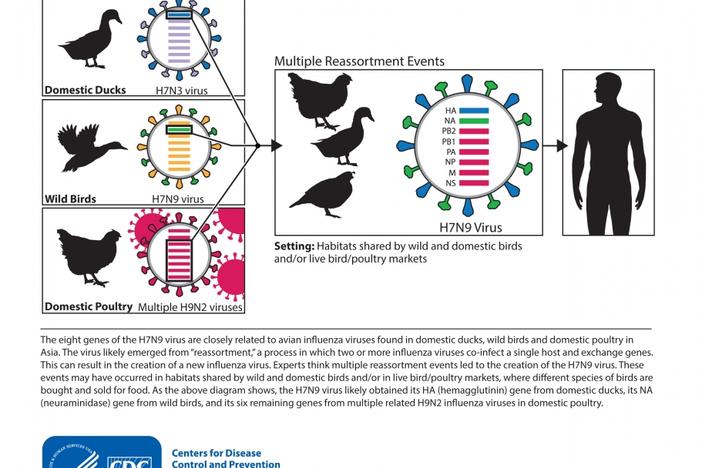 Courtesy, <a href="http://www.cdc.gov/flu/avianflu/h7n9-images.htm" target=""_blank>CDC</a>