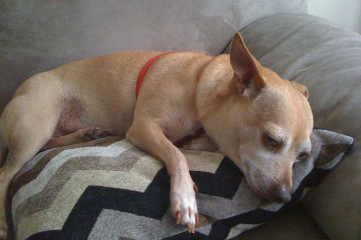 Bijou settles into his new home.