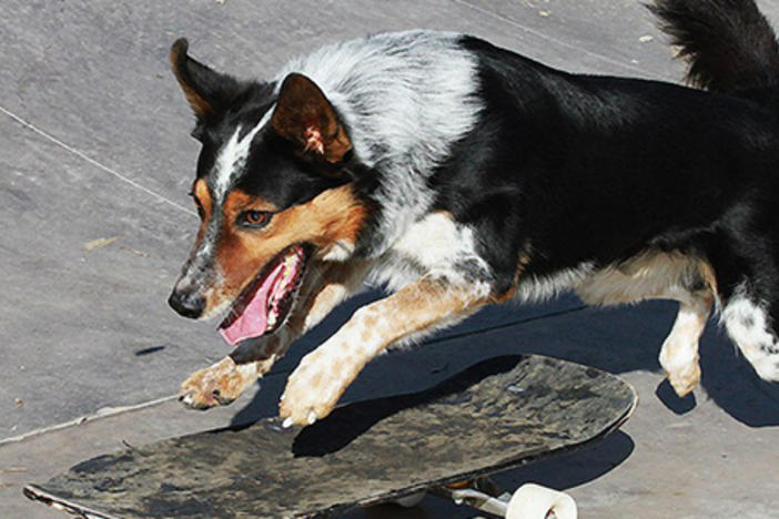 Jumpy prepares to go skateboarding - one of his many talents. Photo courtesy www.facebook.com/pages/We-are-Extreme-Dogs