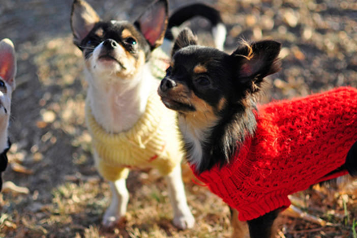 Dog sweaters aren't just cute, they do keep dogs warm by retaining body heat. Image via Flickr.com
