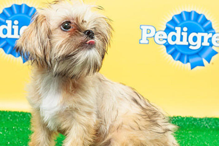 Poppy from Georgia's Shih Tzu & FurBabies Rescue is part of the starting line-up. (Image courtesy animalplanet.com.)