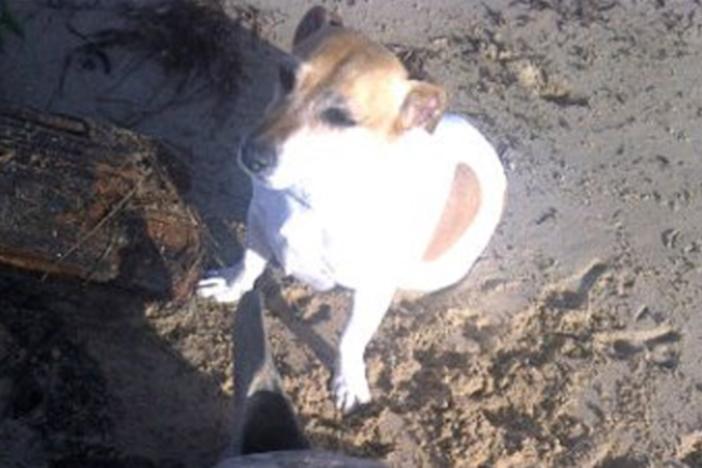 Rosie the dog at Keurbooms Beach two years ago. (Photo via Facebook).