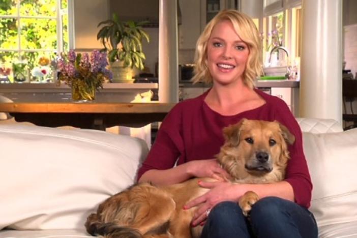 Actress Katherine Heigl hosts "Shelter Me."