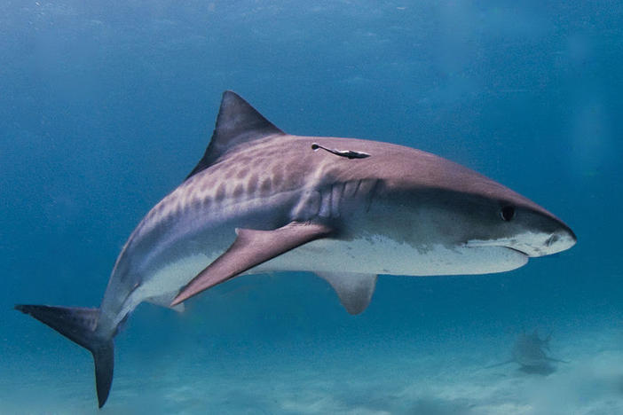 Tiger Shark: image via WikiCommons (Albert Kok)