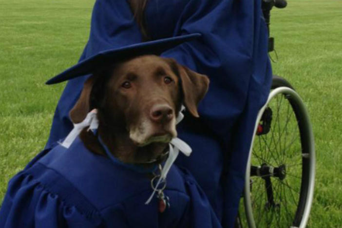 Hero the guide dog has become an internet celebrity.