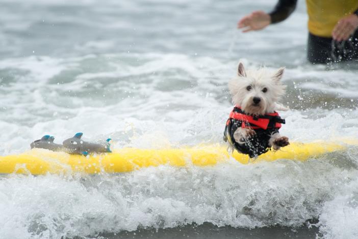 Photo Courtesy Unleashed by Petco.