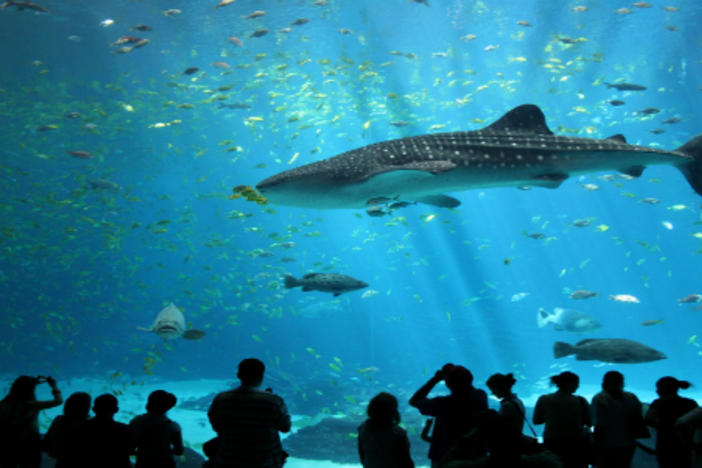 The Georgia Aquarium - Atlanta, GA