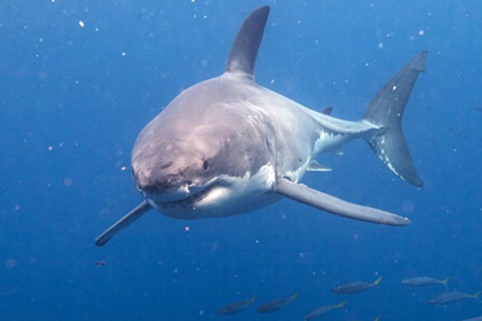 Photo courtesy http://greatwhiteshark3d.com.