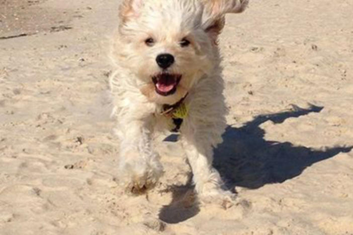 Mutt Muffin has fully recovered from being left on the highway for dead.(Image from Gofundme.com and 11alive.com)