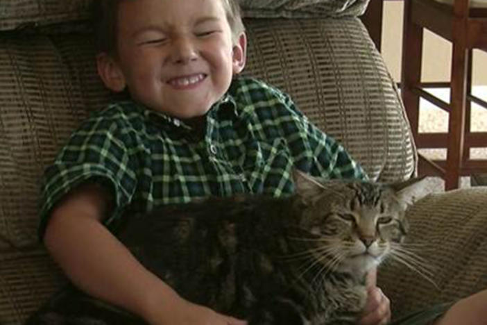 Cat protects shop kid from dog