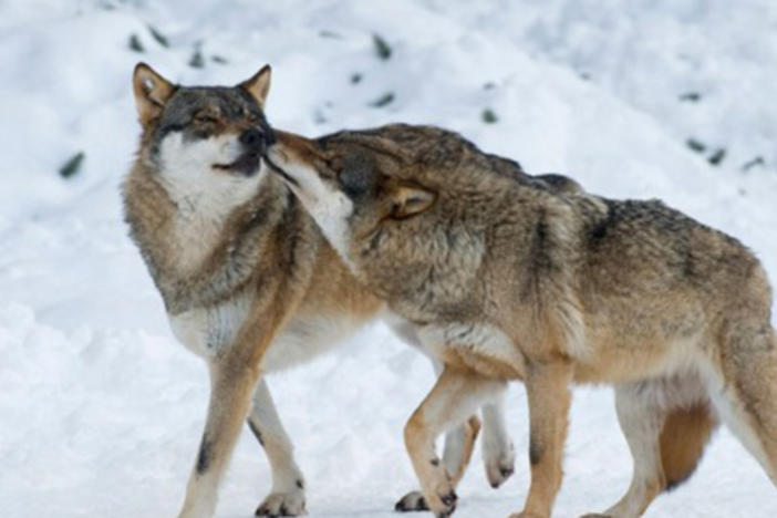 Nature: Why Some Animals Choose A Mate Over Others | Georgia Public Broadcasting Nature: Why Some Animals Choose A Mate Over Others | Georgia Public Broadcasting