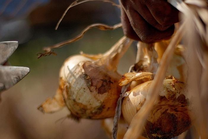 A worker harvests vidalia onions