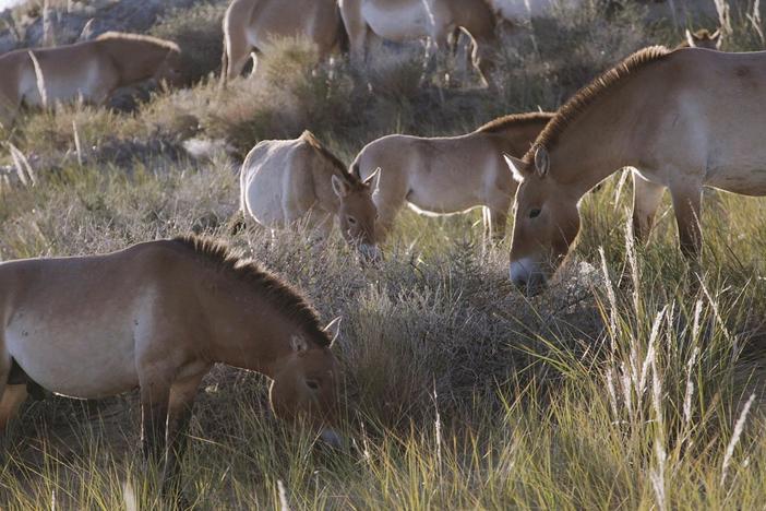 The success of wild Przewalski horses is due in large part to the social herd structure.