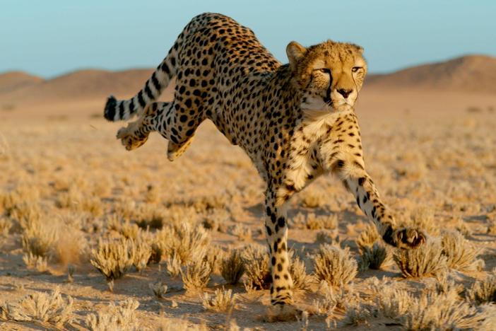 Meet the planet’s ultimate cats and discover their remarkable abilities.