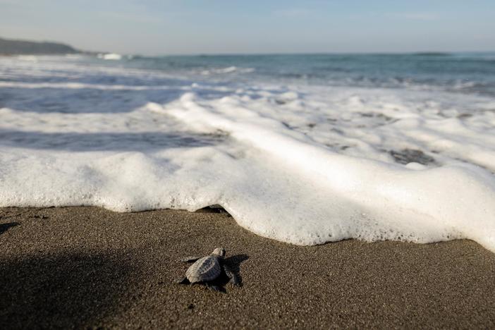 Scientists shed new light on the mysterious ‘lost years’ of sea turtles