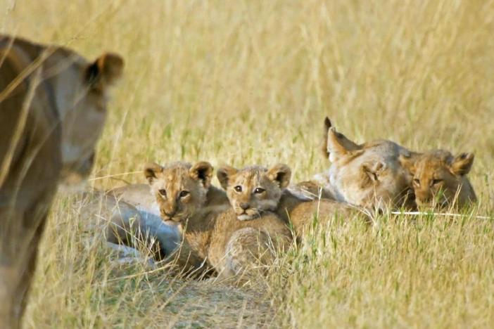 A large litter of cubs can indicate a healthy pride, but it also means more mouths to feed.