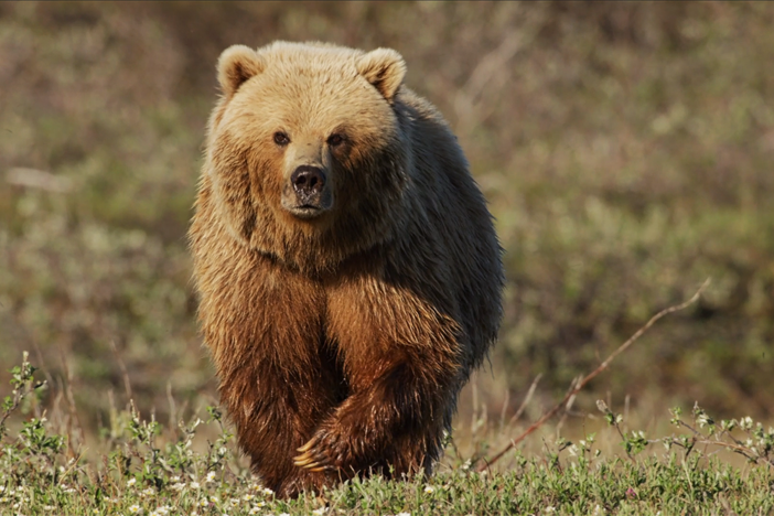 The caribou migration is a veritable feast for grizzly bears if the bears can catch them.