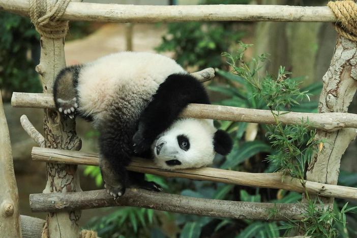 The tough decision of which species to save from extinction