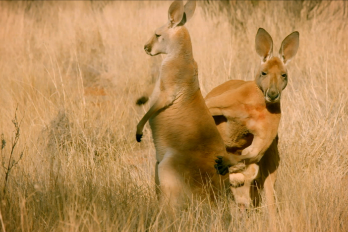 Female red kangaroos sneak off with beta males to help preserve genetic diversity. 