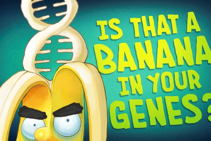 Humans are indeed genetically related to bananas (as well as slugs), but how exactly?