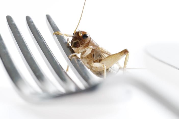 Take a tasty look at insect foods that could benefit our health and our warming planet.
