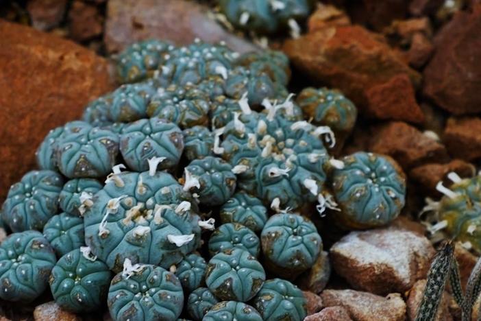 Indigenous communities use this small psychedelic cactus as a medicinal herb.