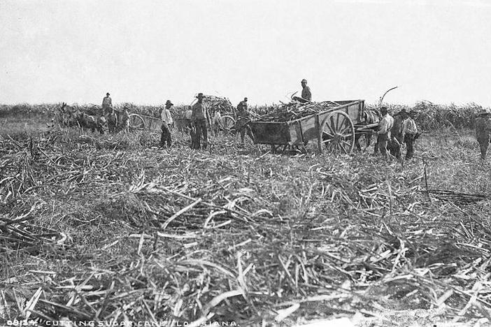 Before cotton, sugar established American reliance on slave labor
