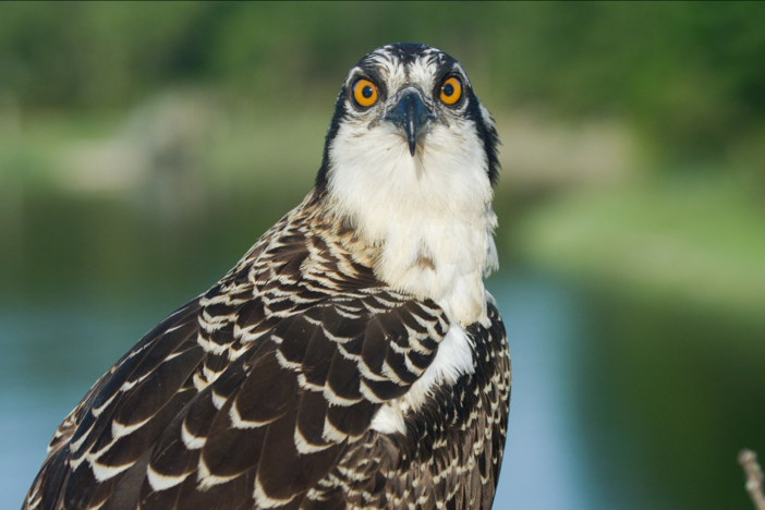 Follow the struggles, failures and triumphs of a single osprey family.