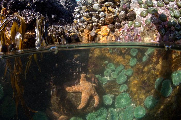 Witness scientist Bob Paine's breakthrough discovery.