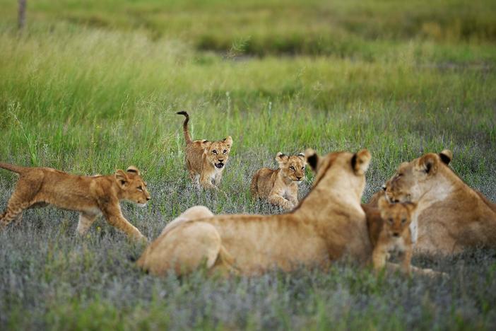The lionesses synchronized their pregnancies, which may have seemed like a good idea at the time.