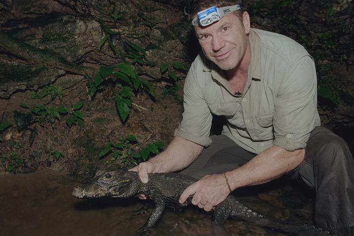 Steve goes out to look for jungle predators at night.