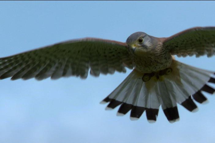 Sir David Attenborough uses slow motion photography to examine kestrel flight.