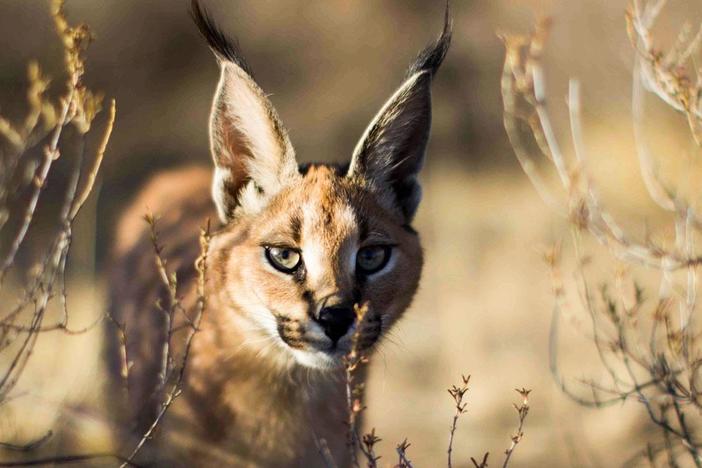 Discover what makes big cats among the world’s most diverse and successful predators.