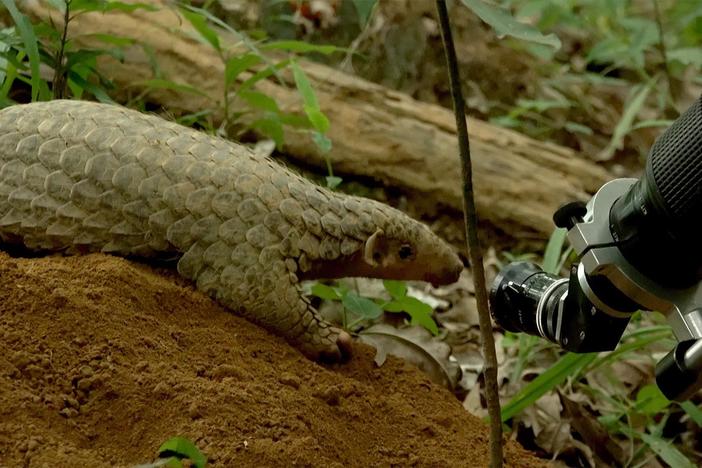 The filmmakers work with conservationists to follow the journeys of endangered animals.
