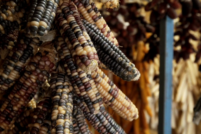 A look at traditional Native American crops and agricultural practices.