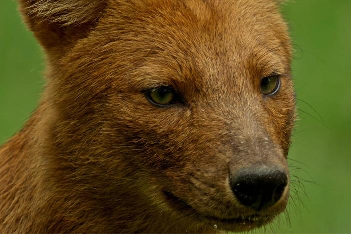 To survive in the forests of southern India, dholes must work together.