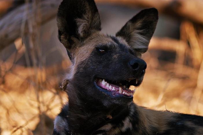 Wild dog Teardrop makes a full recovery from a gunshot wound with the support of her pack.