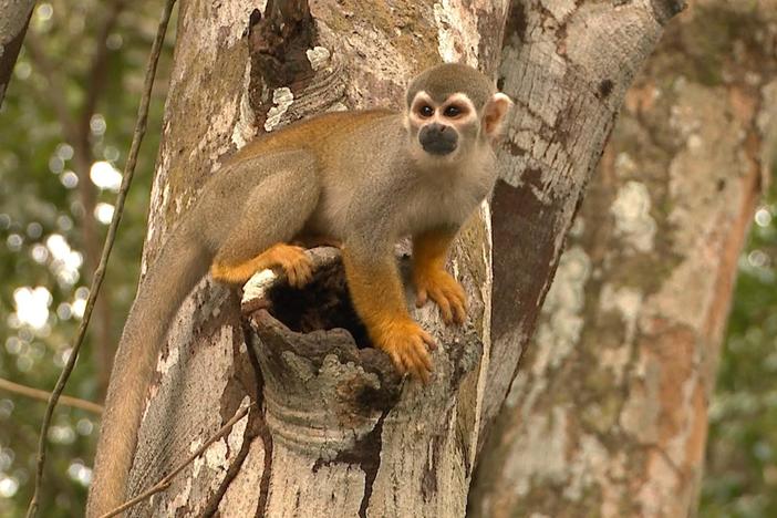 In Brazil, fires and deforestation threaten Amazon species' survival