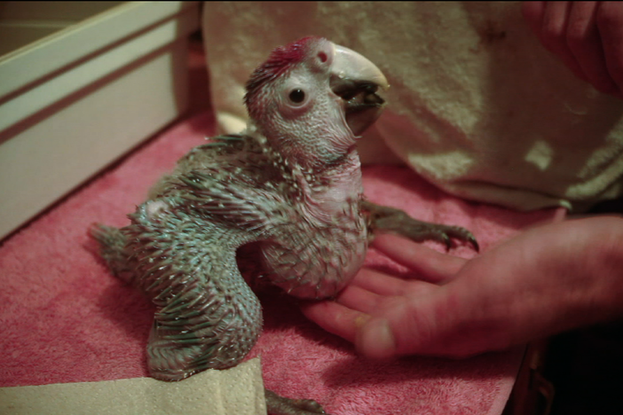 Geoffrey was born at the ARA Project, a macaw conservation group in Central Costa Rica. 