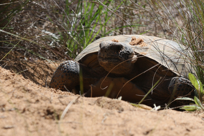 When wildfires amass in Florida's Longleaf Pine forest, animals must find a way to cope.