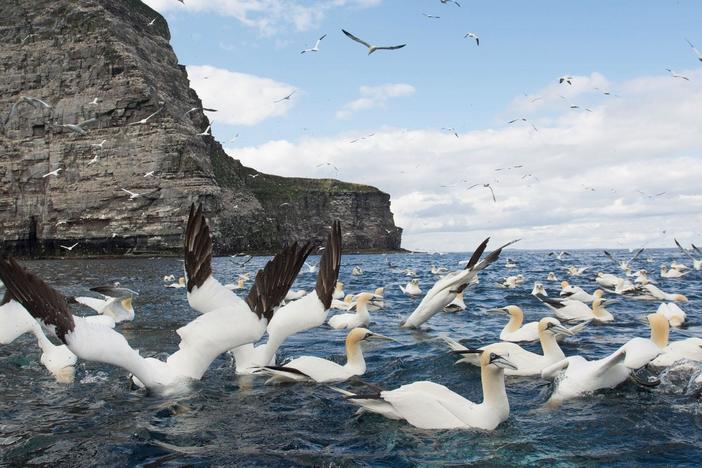 These versatile birds thrive in the air and sea.