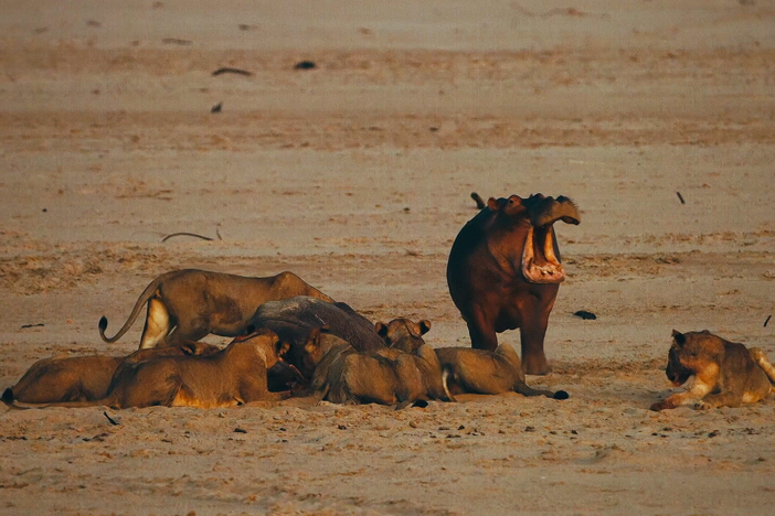 A heartbroken hippo calf must abandon his dead mother's body.