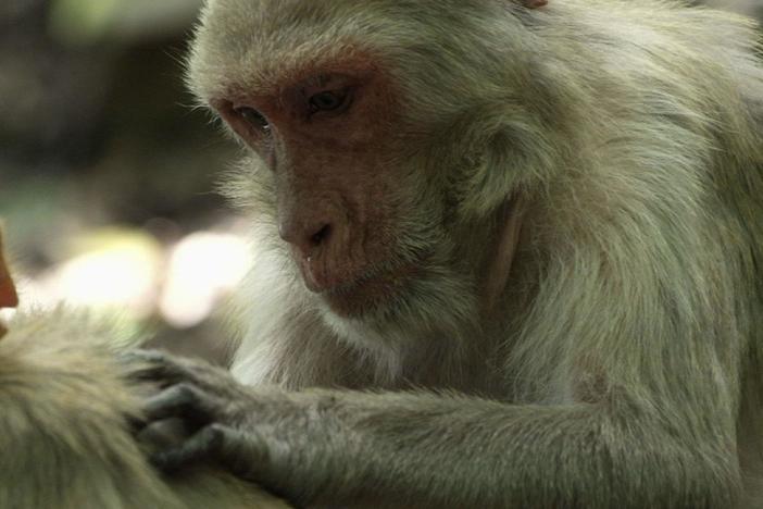 The social behavior of nonhuman primates and the benefits of friendship.